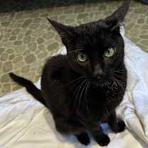 Thumbnail photo of Mr. Handsome #2