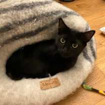 Thumbnail photo of Potato Nightshade #4