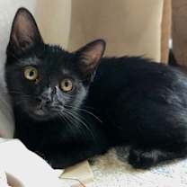 Thumbnail photo of Kiterina #1