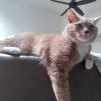 Thumbnail photo of Percy #1