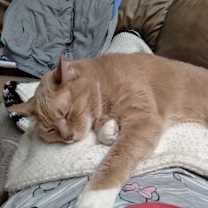 Thumbnail photo of Percy #2