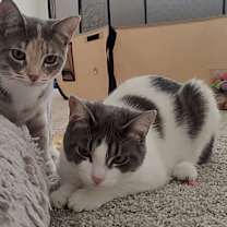 Thumbnail photo of Leza (Must be adopted with Loann) #1