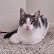 Thumbnail photo of Leza (Must be adopted with Loann) #2