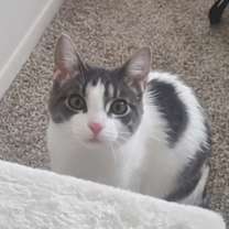 Thumbnail photo of Leza (Must be adopted with Loann) #3