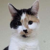 Thumbnail photo of Taz #3