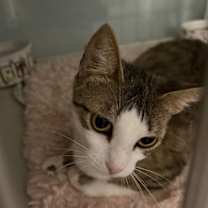 Thumbnail photo of Goldie Ann #1