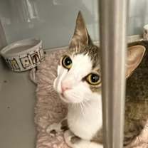 Thumbnail photo of Goldie Ann #2