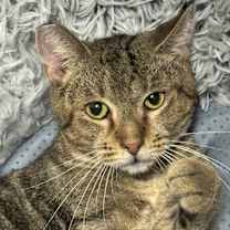 Thumbnail photo of Frog #1