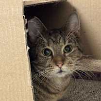 Thumbnail photo of Frog #2