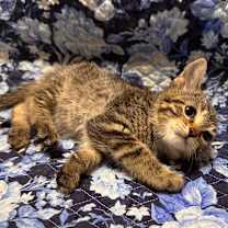 Thumbnail photo of Alexie #2