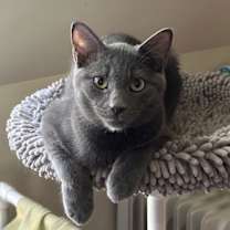 Thumbnail photo of Milo #1