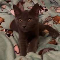 Thumbnail photo of Milo #2