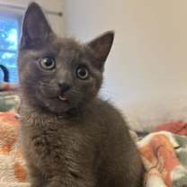 Thumbnail photo of Milo #3