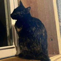 Thumbnail photo of Lotus #2