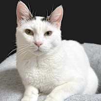 Thumbnail photo of Headlight #3