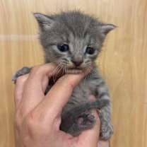 Thumbnail photo of Yoyok #2