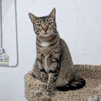 Thumbnail photo of Cecilia #1