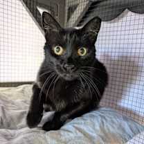 Thumbnail photo of Stubby #4