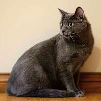 Thumbnail photo of Virtue #2