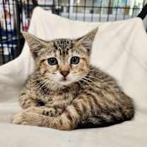 Thumbnail photo of Tora #1