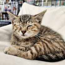 Thumbnail photo of Tora #2