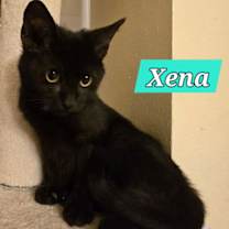 Thumbnail photo of XENA #1