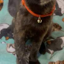 Thumbnail photo of Cherry #2