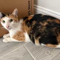 Thumbnail photo of Callie #1