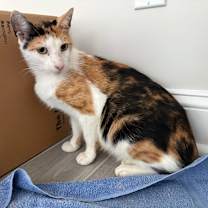 Thumbnail photo of Callie #2