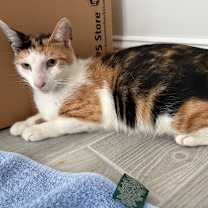 Thumbnail photo of Callie #3