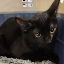 Thumbnail photo of Willow #2