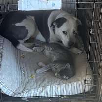 Thumbnail photo of Ramen #2