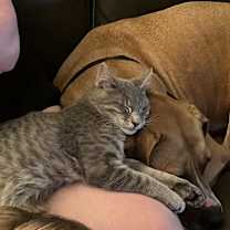 Thumbnail photo of Ramen #3