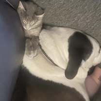 Thumbnail photo of Ramen #4