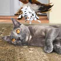 Thumbnail photo of Greta #3