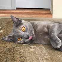 Thumbnail photo of Greta #4