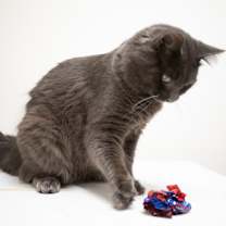 Thumbnail photo of Oatmeal #4