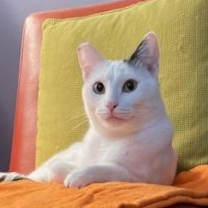 Thumbnail photo of Shiloh #1