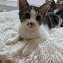 Thumbnail photo of Eevee #2