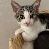 Thumbnail photo of Eevee #3