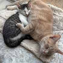 Thumbnail photo of Eevee #4