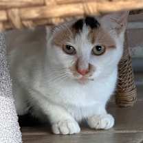 Thumbnail photo of Nilla #2