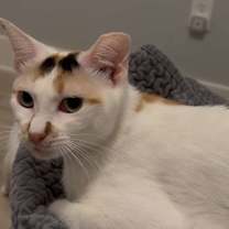 Thumbnail photo of Nilla #3