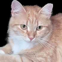 Thumbnail photo of Goldie #2