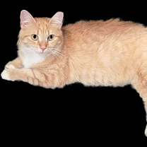 Thumbnail photo of Goldie #3