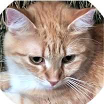 Thumbnail photo of Goldie #4