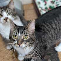 Thumbnail photo of Vegas #2