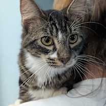 Thumbnail photo of Vegas #3