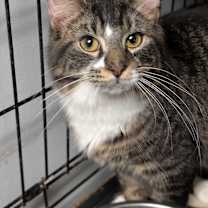 Thumbnail photo of Vegas #4