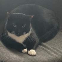 Thumbnail photo of Sasappis (I Have a Secret Crush!) #3